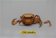 藏品(中型東方蟹)的圖片